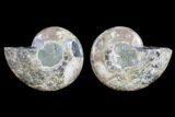 Cut & Polished Ammonite Fossil - Agatized #82303-1